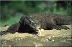 Komodo Tours 3D 2N cheap proce komodo dragon komodo tour
