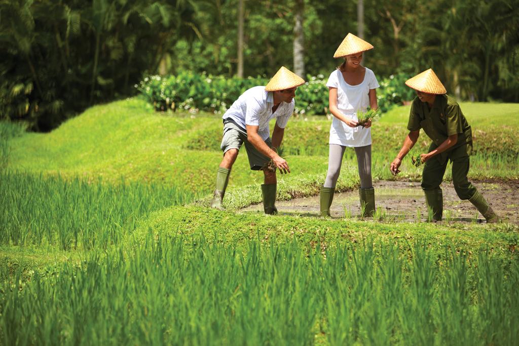 kegiatan bercocok tanam di Four Seasons Resort Bali