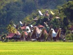 celebes tana toraja traditional house