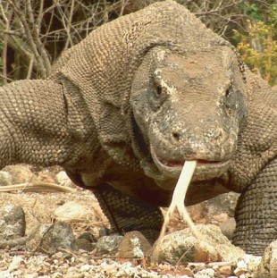 adventure komodo tours cheap price