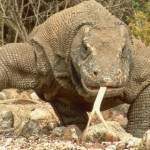 adventure komodo tours cheap price