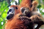 orang utan bohorok north sumatra