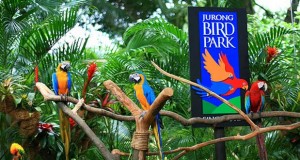 Jurong Bird Park Singapura