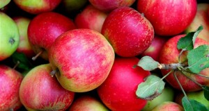 Oleh-oleh-khas-Malang-Apel-Malang