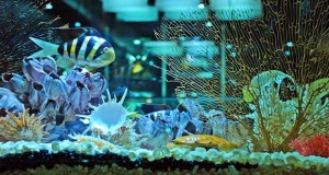 Koleksi Bali Shell Museum