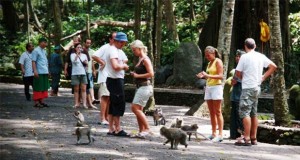 Ubud Monkey Forest