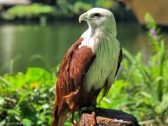 kebun-binatang-di-jogja